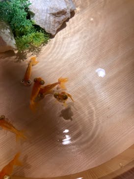 錦鯉・金魚アクアリウム in ときメッセに投稿された画像（2025/8/16）