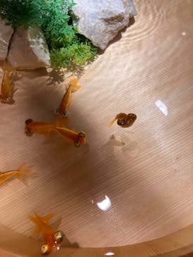 錦鯉・金魚アクアリウム in ときメッセに投稿された画像（2025/8/16）