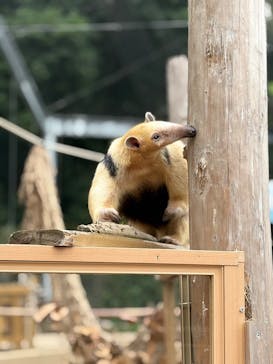 伊豆アニマルキングダムに投稿された画像（2025/8/16）