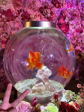 錦鯉・金魚アクアリウム in ときメッセに投稿された画像（2025/8/16）