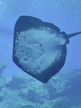 仙台うみの杜水族館に投稿された画像（2025/8/16）