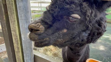 八ヶ岳アルパカ牧場に投稿された画像（2025/8/16）