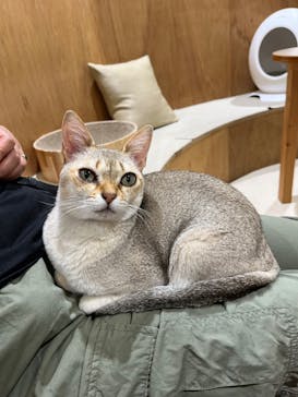 Cat Café MOFF アリオ倉敷店に投稿された画像（2025/8/16）