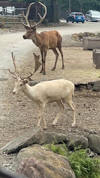 那須サファリパークに投稿された画像（2025/8/16）