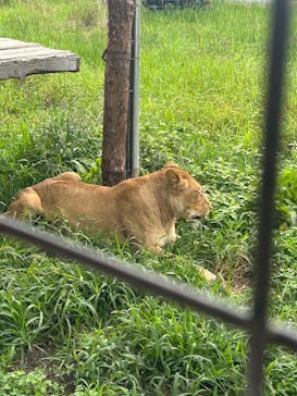 那須サファリパークに投稿された画像（2025/8/16）