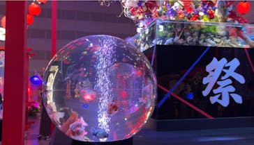 錦鯉・金魚アクアリウム in ときメッセに投稿された画像（2025/8/16）