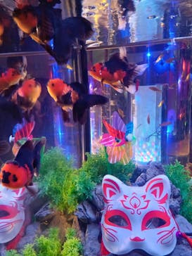 錦鯉・金魚アクアリウム in ときメッセに投稿された画像（2025/8/16）