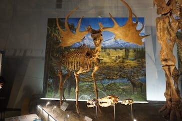 福井県立恐竜博物館に投稿された画像（2025/8/16）