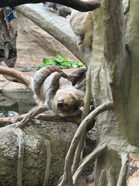 那須どうぶつ王国に投稿された画像（2025/8/16）