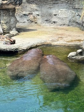 天王寺動物園に投稿された画像（2025/8/16）
