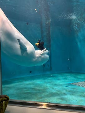 島根県立 しまね海洋館に投稿された画像（2025/8/16）