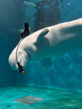 島根県立 しまね海洋館に投稿された画像（2025/8/16）