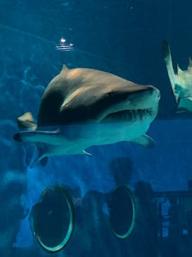 アクアワールド茨城県大洗水族館に投稿された画像（2025/8/16）