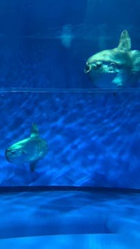 アクアワールド茨城県大洗水族館に投稿された画像（2025/8/16）