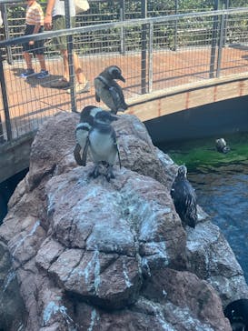 上越市立水族博物館 うみがたりに投稿された画像（2025/8/16）