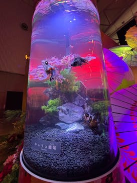 錦鯉・金魚アクアリウム in ときメッセに投稿された画像（2025/8/16）