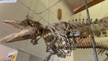 太地町立くじらの博物館に投稿された画像（2025/8/16）