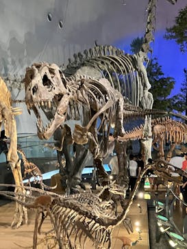 福井県立恐竜博物館に投稿された画像（2025/8/16）