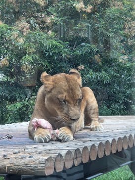 東京動物園協会_多摩動物公園に投稿された画像（2025/8/16）