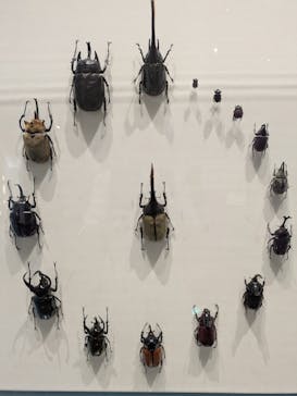 特別展 『昆虫 MANIAC』に投稿された画像（2025/8/16）