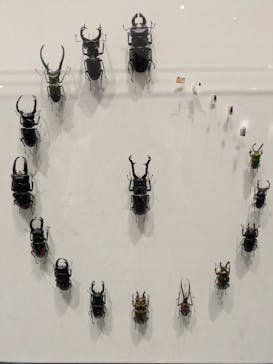 特別展 『昆虫 MANIAC』に投稿された画像（2025/8/16）