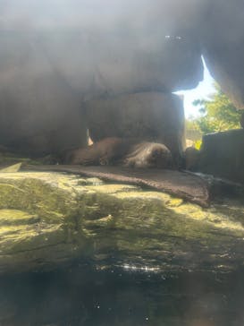 環境水族館アクアマリンふくしまに投稿された画像（2025/8/16）