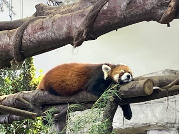 那須どうぶつ王国に投稿された画像（2025/8/16）