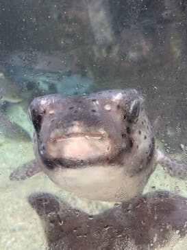 下田海中水族館に投稿された画像（2025/8/16）