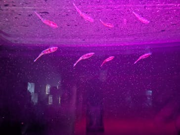 下田海中水族館に投稿された画像（2025/8/16）