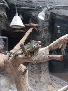 恩賜上野動物園に投稿された画像（2025/8/16）