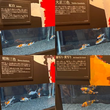 錦鯉・金魚アクアリウム in ときメッセに投稿された画像（2025/8/16）