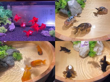 錦鯉・金魚アクアリウム in ときメッセに投稿された画像（2025/8/16）