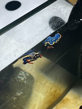 あわしまマリンパークに投稿された画像（2025/8/16）