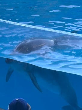 新江ノ島水族館に投稿された画像（2025/8/16）