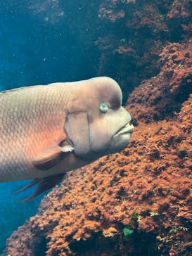 新江ノ島水族館に投稿された画像（2025/8/16）