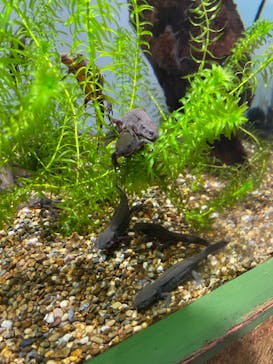 鴨川シーワールドに投稿された画像（2025/8/16）