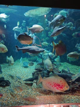 世界淡水魚園水族館　アクア・トトぎふに投稿された画像（2025/8/16）