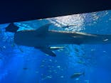 沖縄美ら海水族館に投稿された画像（2025/8/16）
