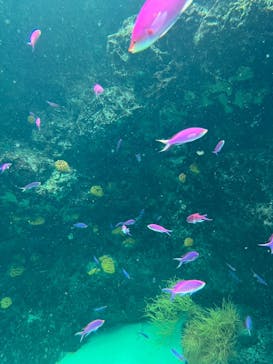 環境水族館アクアマリンふくしまに投稿された画像（2025/8/16）