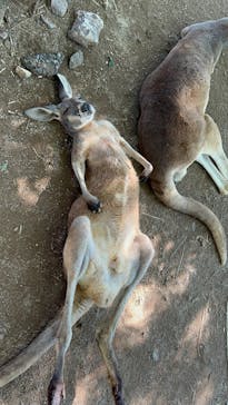 秋吉台自然動物公園 サファリランドに投稿された画像（2025/8/16）