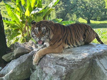 秋吉台自然動物公園 サファリランドに投稿された画像（2025/8/16）