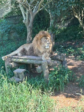 秋吉台自然動物公園 サファリランドに投稿された画像（2025/8/16）
