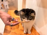 Cat Café MOFF コクーンシティさいたま新都心店に投稿された画像（2025/8/16）