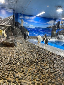 越前松島水族館に投稿された画像（2025/8/16）