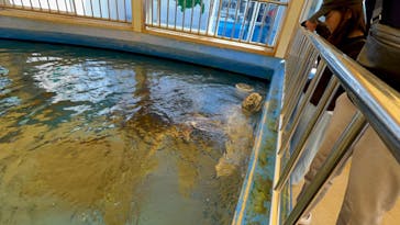 越前松島水族館に投稿された画像（2025/8/16）