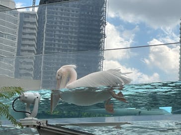 サンシャイン水族館に投稿された画像（2025/8/16）