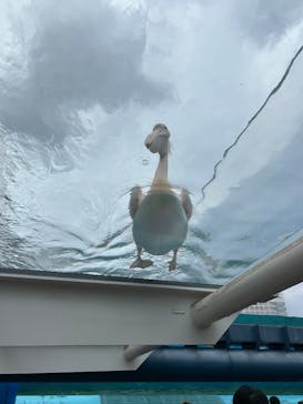 サンシャイン水族館に投稿された画像（2025/8/16）