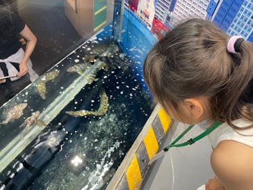 しながわ水族館に投稿された画像（2025/8/16）
