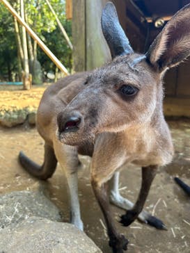 伊豆シャボテン動物公園に投稿された画像（2025/8/16）
