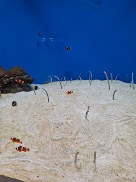 城崎マリンワールドに投稿された画像（2025/8/16）